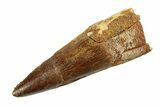 Fossil Spinosaurus Tooth - Real Dinosaur Tooth #351557-1